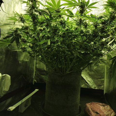 Gelato Samba < LST&HST(topping) >|< Photoperiod. Bulk seeds >| growlog timeline photo