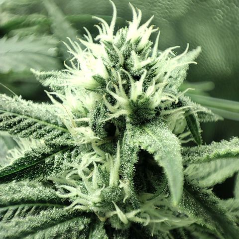 Gelato Samba < LST&HST(topping) >|< Photoperiod. Bulk seeds >| growlog timeline photo