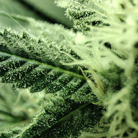 Gelato Samba < LST&HST(topping) >|< Photoperiod. Bulk seeds >| growlog timeline photo
