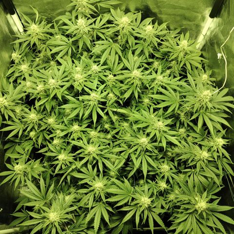 Gelato Samba < LST&HST(topping) >|< Photoperiod. Bulk seeds >| growlog timeline photo