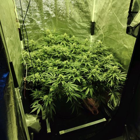 Gelato Samba < LST&HST(topping) >|< Photoperiod. Bulk seeds >| growlog timeline photo