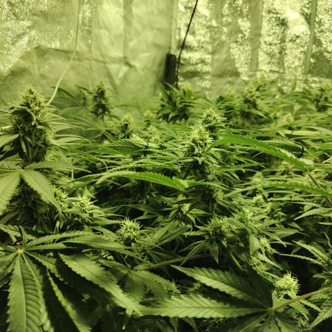 Gelato Samba < LST&HST(topping) >|< Photoperiod. Bulk seeds >| growlog timeline photo