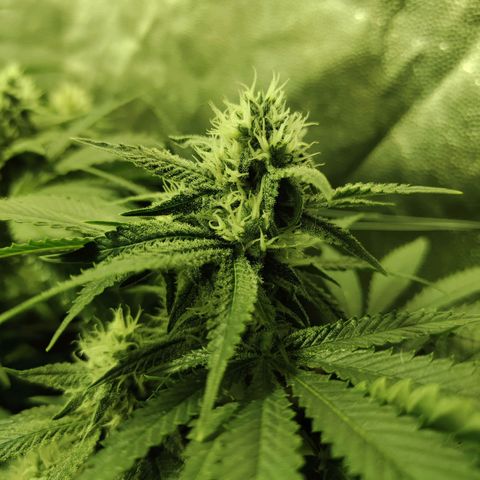Gelato Samba < LST&HST(topping) >|< Photoperiod. Bulk seeds >| growlog timeline photo