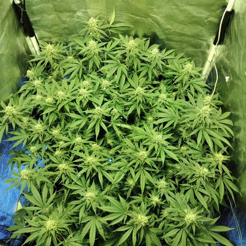 Gelato Samba < LST&HST(topping) >|< Photoperiod. Bulk seeds >| growlog timeline photo