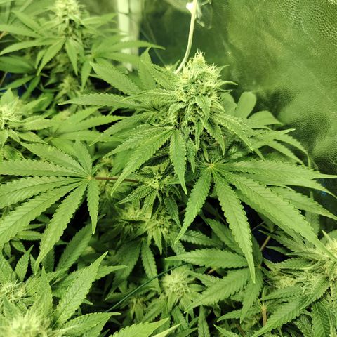 Gelato Samba < LST&HST(topping) >|< Photoperiod. Bulk seeds >| growlog timeline photo