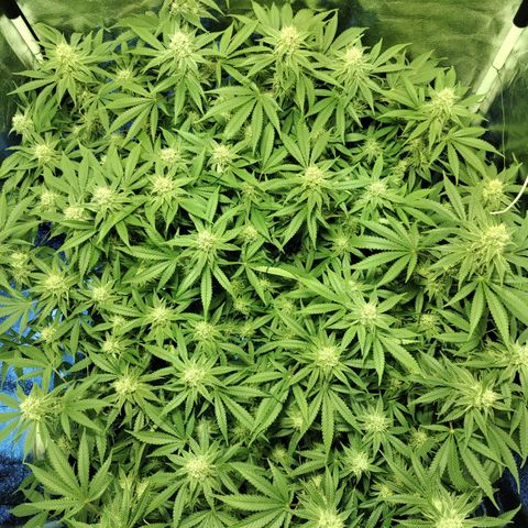 Gelato Samba < LST&HST(topping) >|< Photoperiod. Bulk seeds >| growlog timeline photo