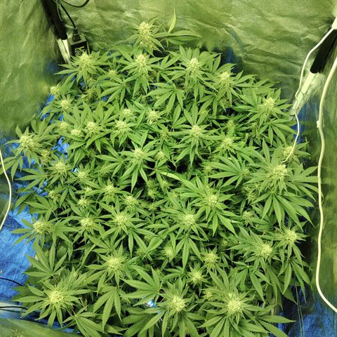 Gelato Samba < LST&HST(topping) >|< Photoperiod. Bulk seeds >| growlog timeline photo
