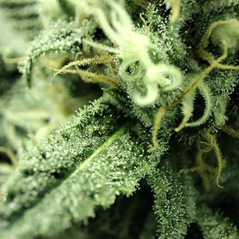 Gelato Samba < LST&HST(topping) >|< Photoperiod. Bulk seeds >| growlog timeline photo