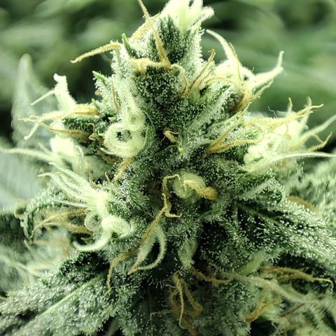 Gelato Samba < LST&HST(topping) >|< Photoperiod. Bulk seeds >| growlog timeline photo