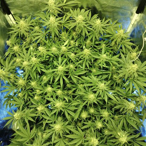 Gelato Samba < LST&HST(topping) >|< Photoperiod. Bulk seeds >| growlog timeline photo
