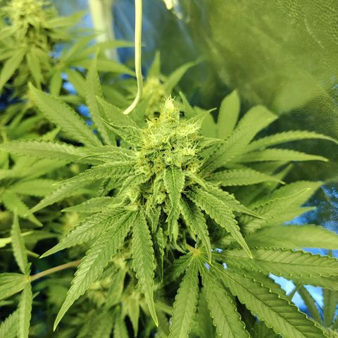 Gelato Samba < LST&HST(topping) >|< Photoperiod. Bulk seeds >| growlog timeline photo