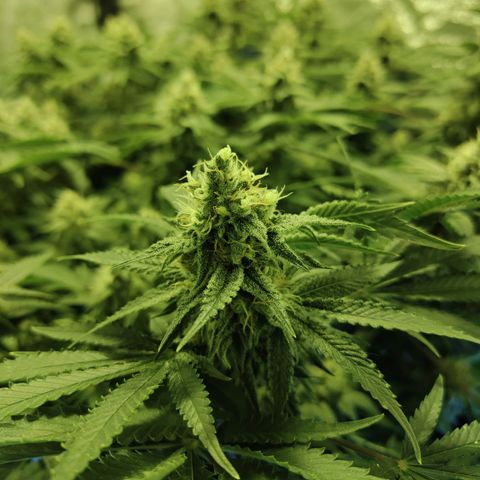Gelato Samba < LST&HST(topping) >|< Photoperiod. Bulk seeds >| growlog timeline photo