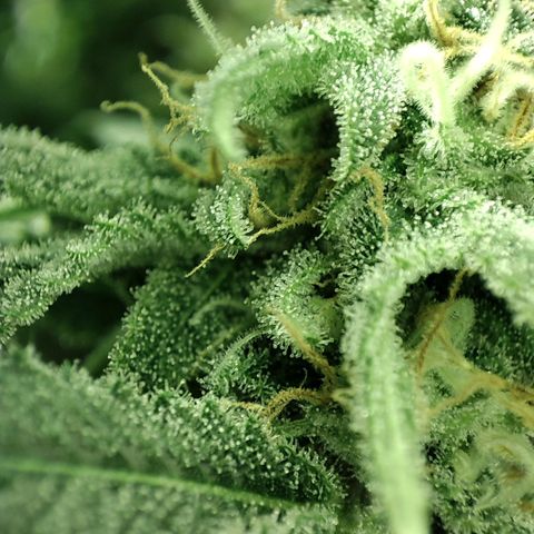 Gelato Samba < LST&HST(topping) >|< Photoperiod. Bulk seeds >| growlog timeline photo
