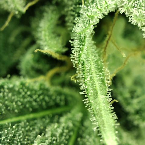 Gelato Samba < LST&HST(topping) >|< Photoperiod. Bulk seeds >| growlog timeline photo