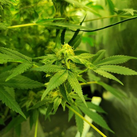 Gelato Samba < LST&HST(topping) >|< Photoperiod. Bulk seeds >| growlog timeline photo