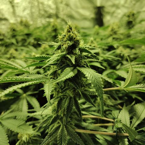 Gelato Samba < LST&HST(topping) >|< Photoperiod. Bulk seeds >| growlog timeline photo