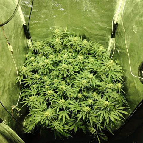 Gelato Samba < LST&HST(topping) >|< Photoperiod. Bulk seeds >| growlog timeline photo