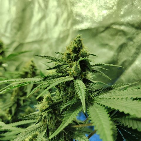 Gelato Samba < LST&HST(topping) >|< Photoperiod. Bulk seeds >| growlog timeline photo
