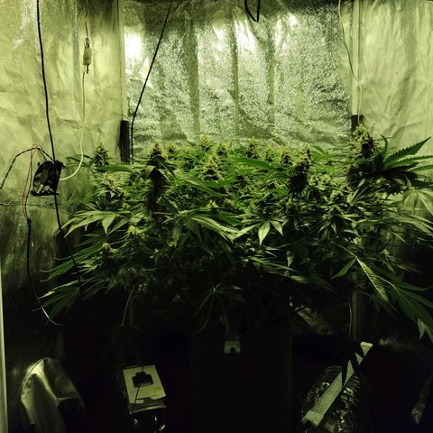 Gelato Samba < LST&HST(topping) >|< Photoperiod. Bulk seeds >| growlog timeline photo
