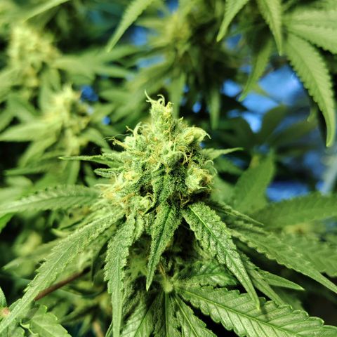 Gelato Samba < LST&HST(topping) >|< Photoperiod. Bulk seeds >| growlog timeline photo