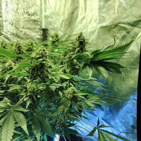 Gelato Samba < LST&HST(topping) >|< Photoperiod. Bulk seeds >| growlog timeline photo