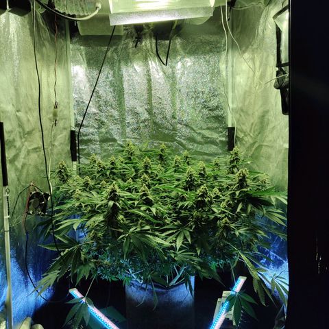 Gelato Samba < LST&HST(topping) >|< Photoperiod. Bulk seeds >| growlog timeline photo