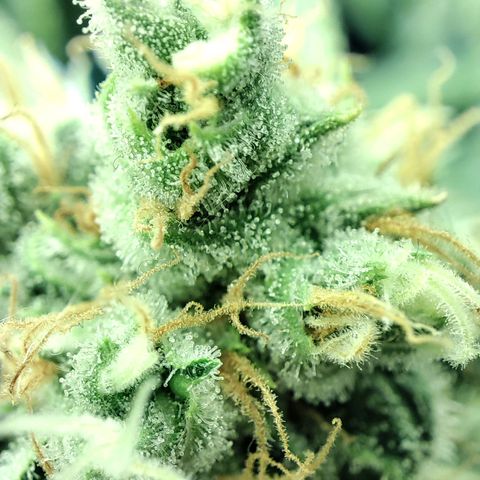Gelato Samba < LST&HST(topping) >|< Photoperiod. Bulk seeds >| growlog timeline photo