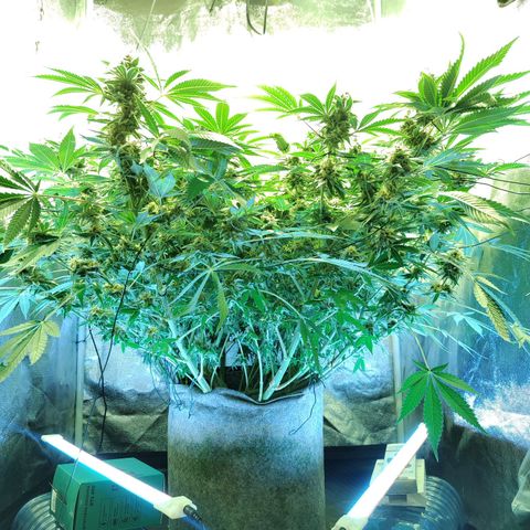 Gelato Samba < LST&HST(topping) >|< Photoperiod. Bulk seeds >| growlog timeline photo
