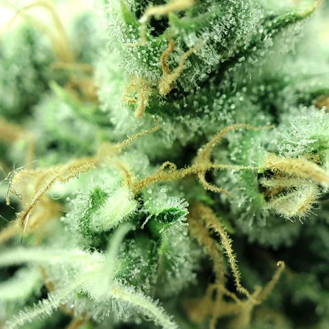 Gelato Samba < LST&HST(topping) >|< Photoperiod. Bulk seeds >| growlog timeline photo