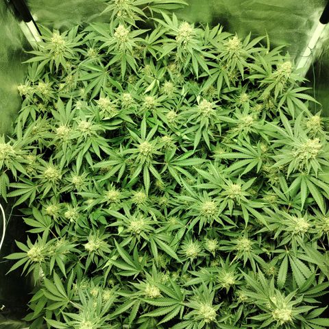 Gelato Samba < LST&HST(topping) >|< Photoperiod. Bulk seeds >| growlog timeline photo
