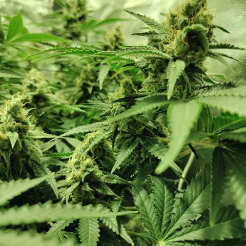 Gelato Samba < LST&HST(topping) >|< Photoperiod. Bulk seeds >| growlog timeline photo