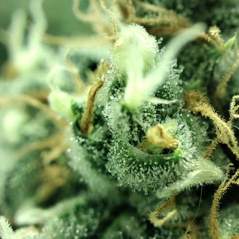 Gelato Samba < LST&HST(topping) >|< Photoperiod. Bulk seeds >| growlog timeline photo