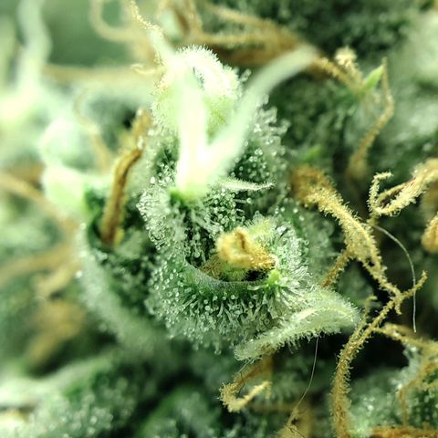 Gelato Samba < LST&HST(topping) >|< Photoperiod. Bulk seeds >| growlog timeline photo