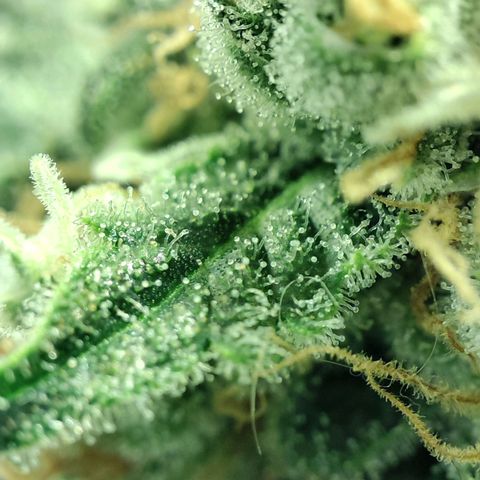 Gelato Samba < LST&HST(topping) >|< Photoperiod. Bulk seeds >| growlog timeline photo