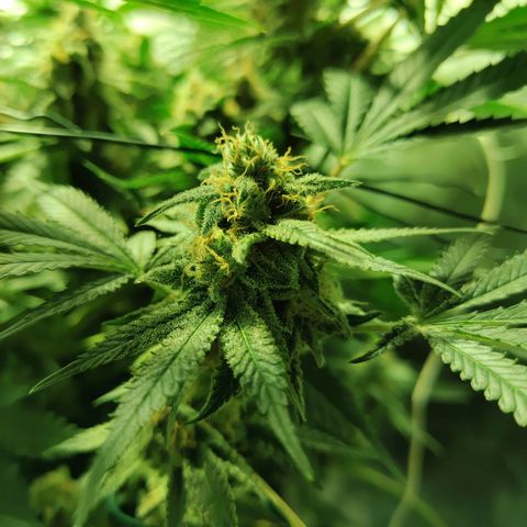Gelato Samba < LST&HST(topping) >|< Photoperiod. Bulk seeds >| growlog timeline photo