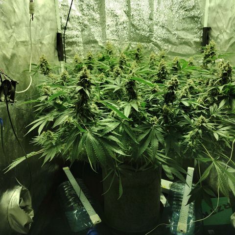 Gelato Samba < LST&HST(topping) >|< Photoperiod. Bulk seeds >| growlog timeline photo