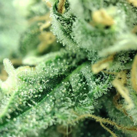 Gelato Samba < LST&HST(topping) >|< Photoperiod. Bulk seeds >| growlog timeline photo