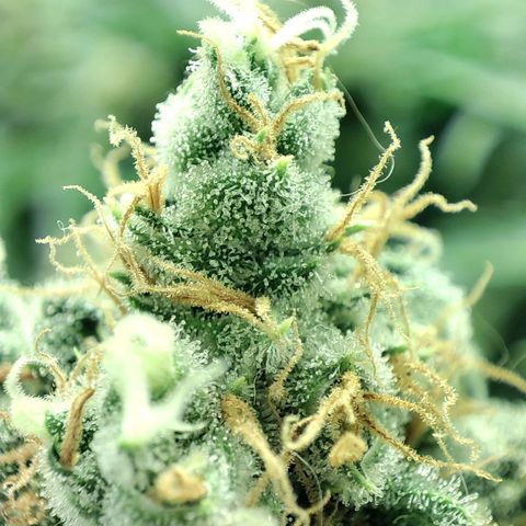 Gelato Samba < LST&HST(topping) >|< Photoperiod. Bulk seeds >| growlog timeline photo