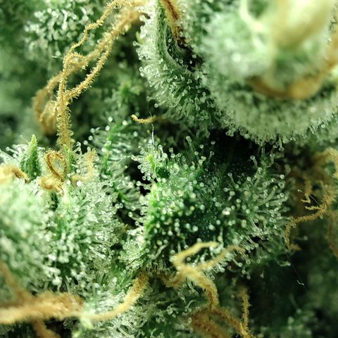 Gelato Samba < LST&HST(topping) >|< Photoperiod. Bulk seeds >| growlog timeline photo