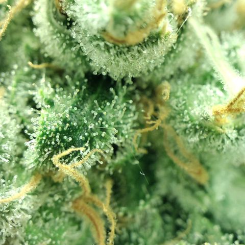 Gelato Samba < LST&HST(topping) >|< Photoperiod. Bulk seeds >| growlog timeline photo