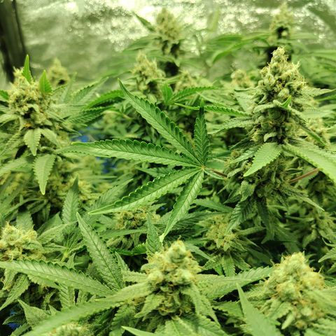 Gelato Samba < LST&HST(topping) >|< Photoperiod. Bulk seeds >| growlog timeline photo