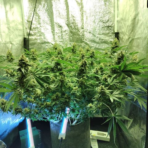 Gelato Samba < LST&HST(topping) >|< Photoperiod. Bulk seeds >| growlog timeline photo