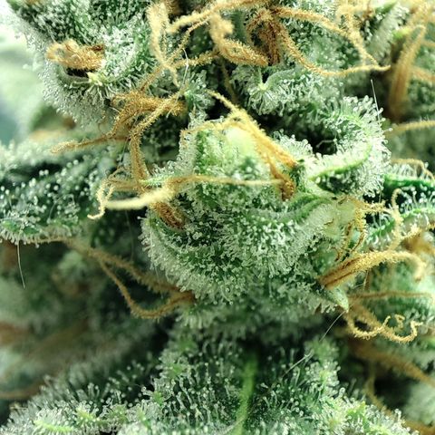 Gelato Samba < LST&HST(topping) >|< Photoperiod. Bulk seeds >| growlog timeline photo