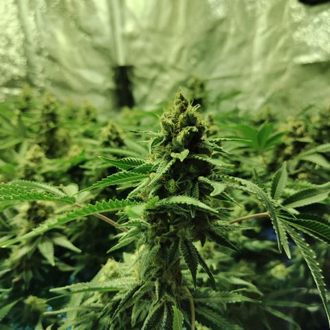 Gelato Samba < LST&HST(topping) >|< Photoperiod. Bulk seeds >| growlog timeline photo
