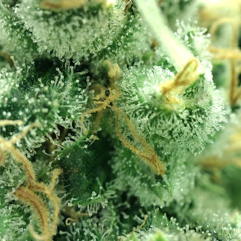 Gelato Samba < LST&HST(topping) >|< Photoperiod. Bulk seeds >| growlog timeline photo