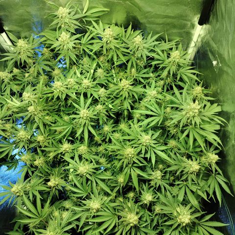 Gelato Samba < LST&HST(topping) >|< Photoperiod. Bulk seeds >| growlog timeline photo