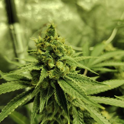 Gelato Samba < LST&HST(topping) >|< Photoperiod. Bulk seeds >| growlog timeline photo