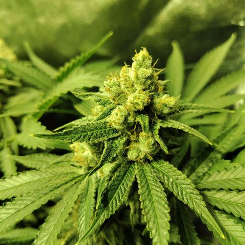 Gelato Samba < LST&HST(topping) >|< Photoperiod. Bulk seeds >| growlog timeline photo