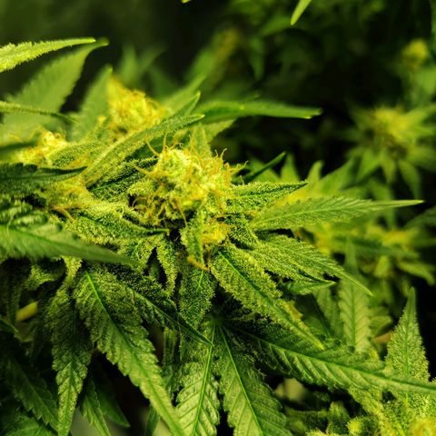 Gelato Samba < LST&HST(topping) >|< Photoperiod. Bulk seeds >| growlog timeline photo