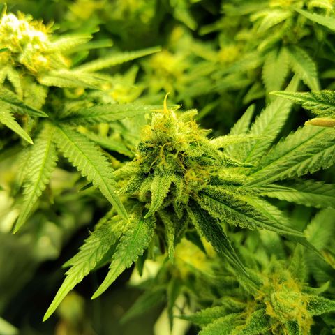 Gelato Samba < LST&HST(topping) >|< Photoperiod. Bulk seeds >| growlog timeline photo